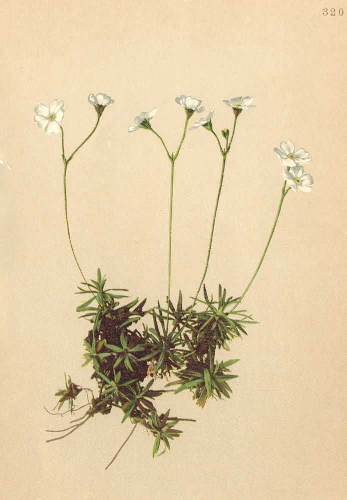 ALPENFLORA ALPINE FLOWERS. Androsace lactea K-Milchweisser Mannsschild 1897